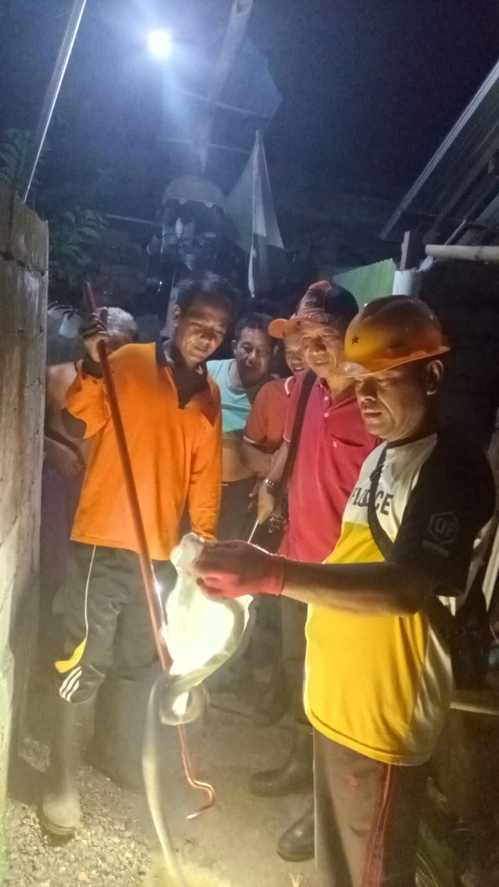 Ular masuk rumah warga di Banjar Lekok