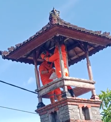 BPBD Klungkung Evakuasi Sarang Tawon Berukuran Besar di Desa Getakan