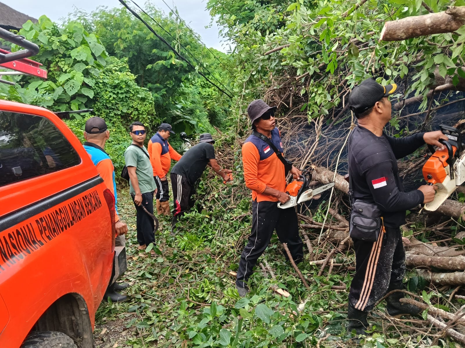 TRC BPBD Klungkung Tangani Pohon Santan Tumbang di Desa Gunaksa